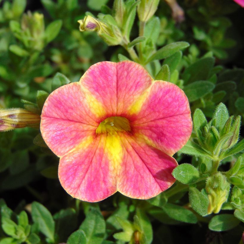 Calibrachoa Chamaeleon Sunshine Berry - Petunia nana (Fioritura)