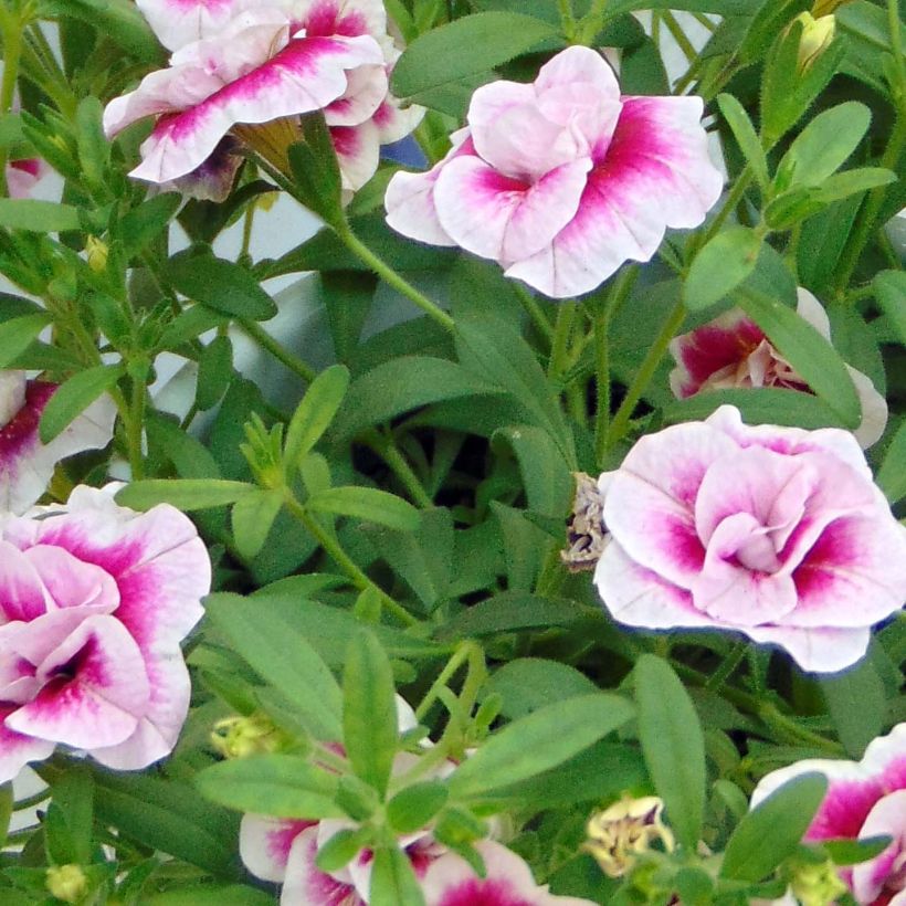 Calibrachoa MiniFamous Double Pinktastic - Petunia nana (Fogliame)