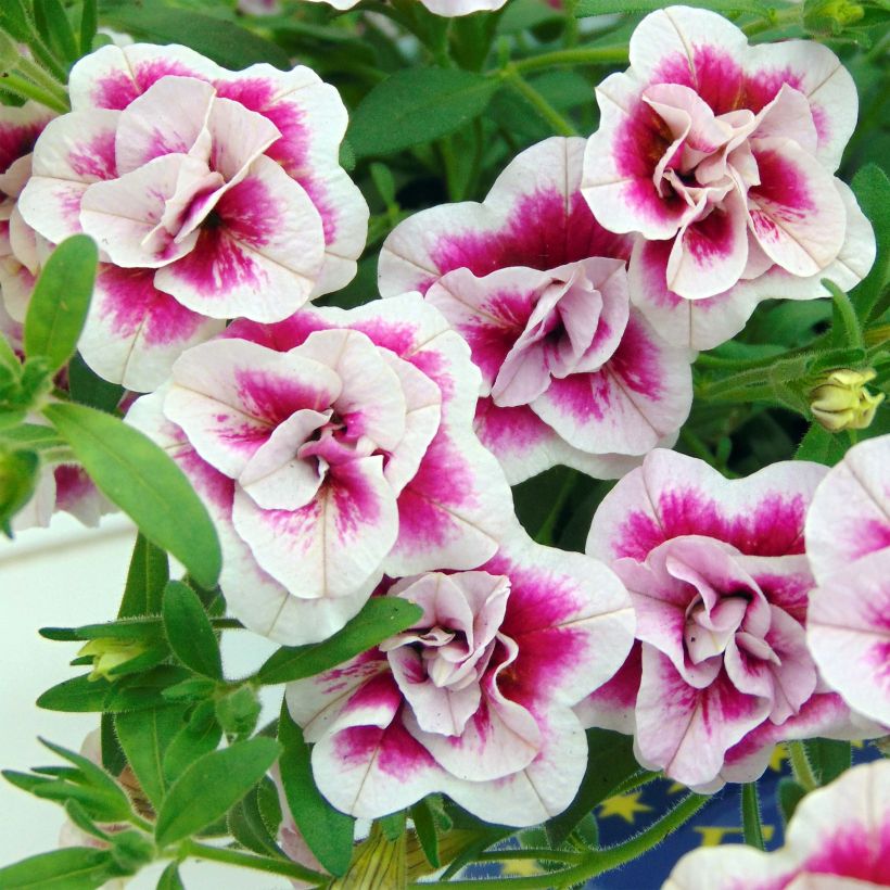 Calibrachoa MiniFamous Double Pinktastic - Petunia nana (Fioritura)