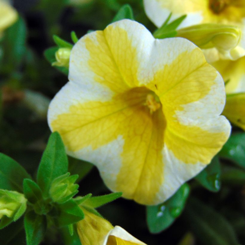 Calibrachoa Superbells Lemon Slice - Petunia nana (Fioritura)