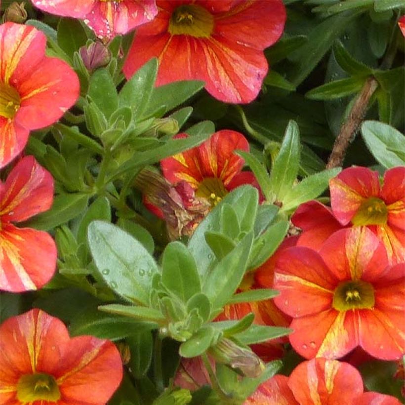 Calibrachoa Superbells Tropical Sunrise - Petunia nana (Fogliame)