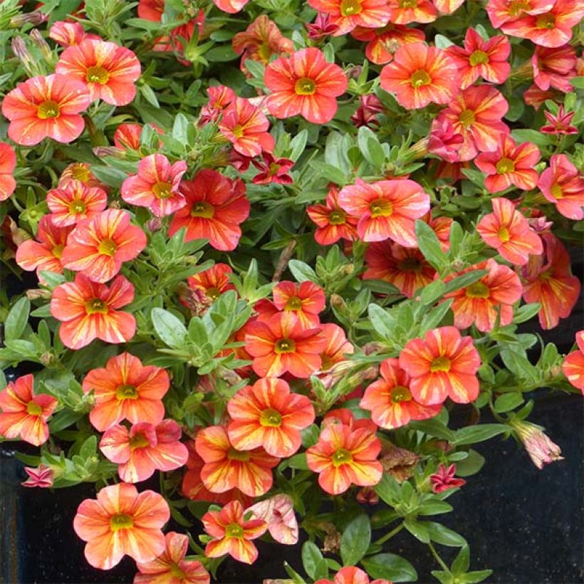 Calibrachoa Superbells Tropical Sunrise - Petunia nana (Porto)