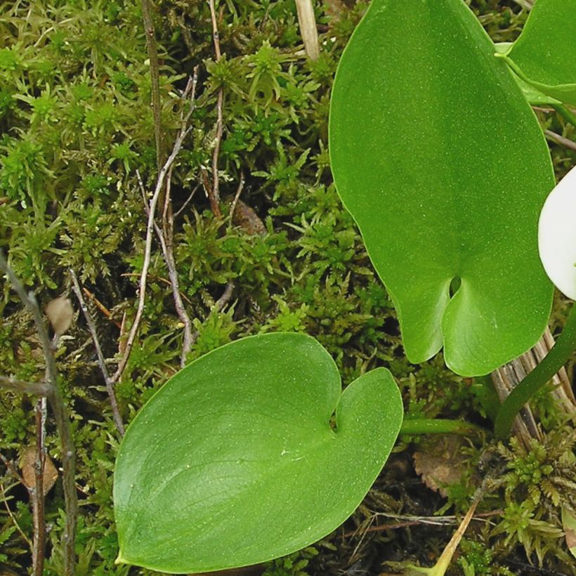 Calla palustris - Calla di palude (Fogliame)