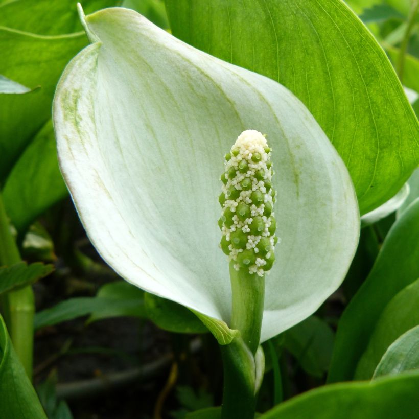 Calla palustris - Calla di palude (Fioritura)