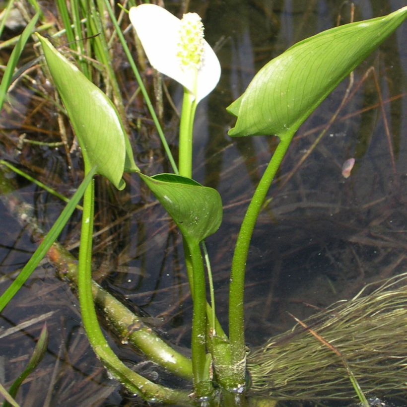 Calla palustris - Calla di palude (Porto)