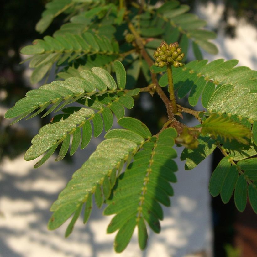 Calliandra surinamensis (Fogliame)