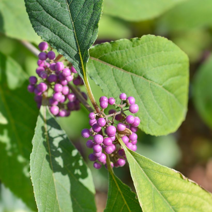 Callicarpa bodinieri Imperial Pearl (Fogliame)