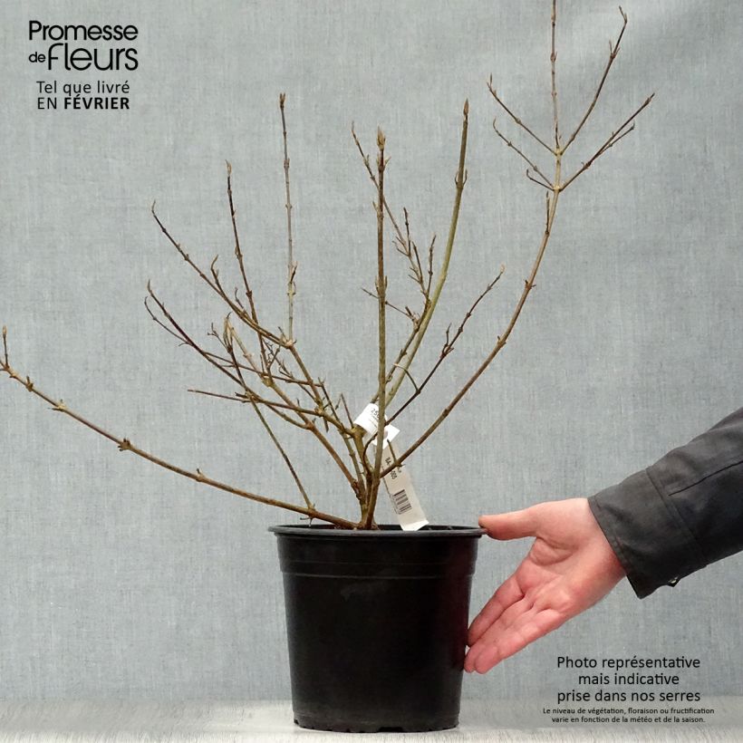 Callicarpa bodinieri Imperial Pearl en pot de 3L/4L esemplare consegnato in inverno