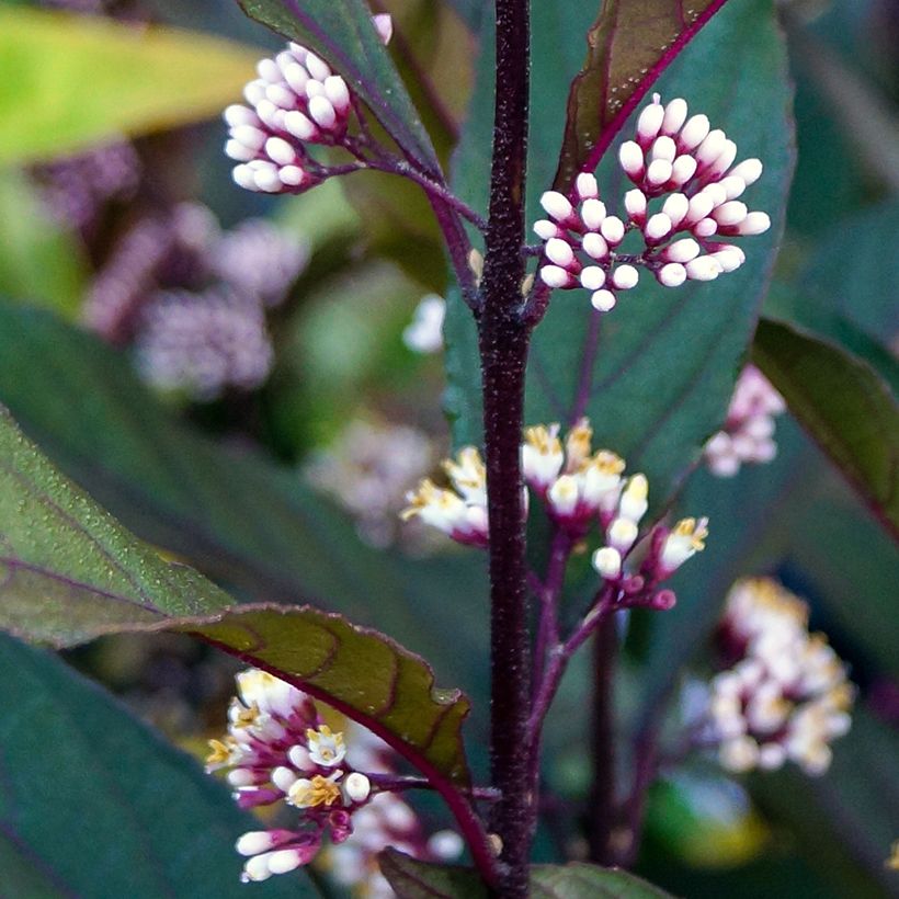 Callicarpa bodinieri Pearl Glam (Fioritura)