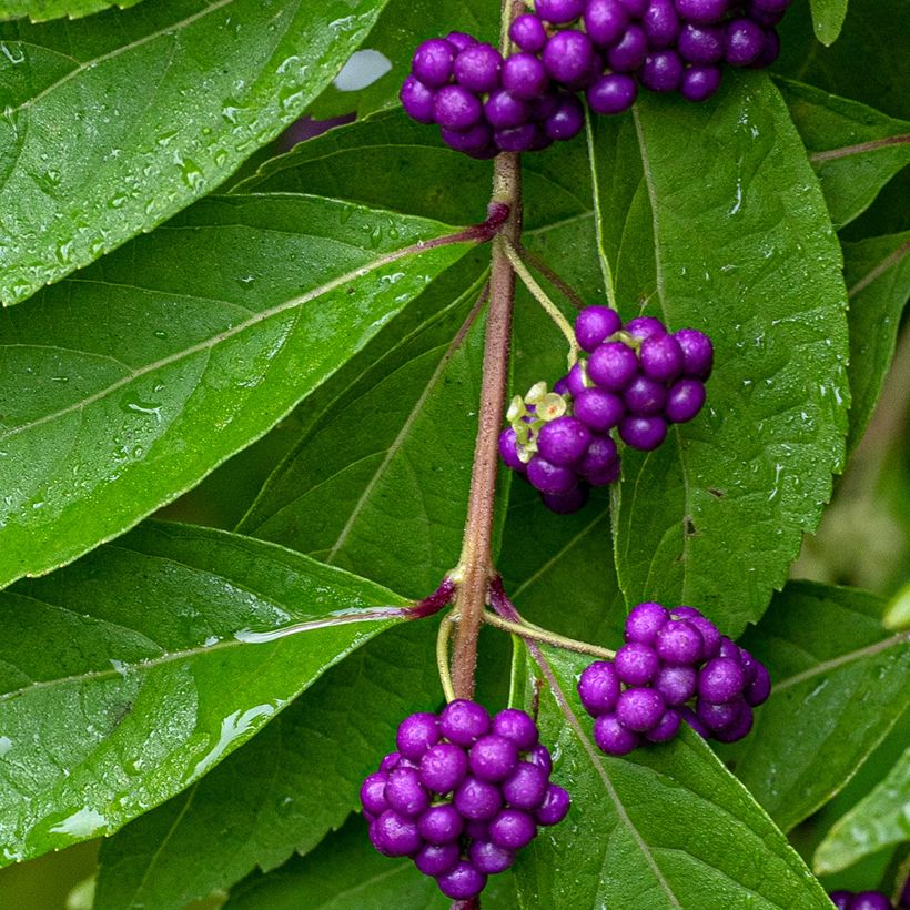 Callicarpa dichotoma (Raccolta)