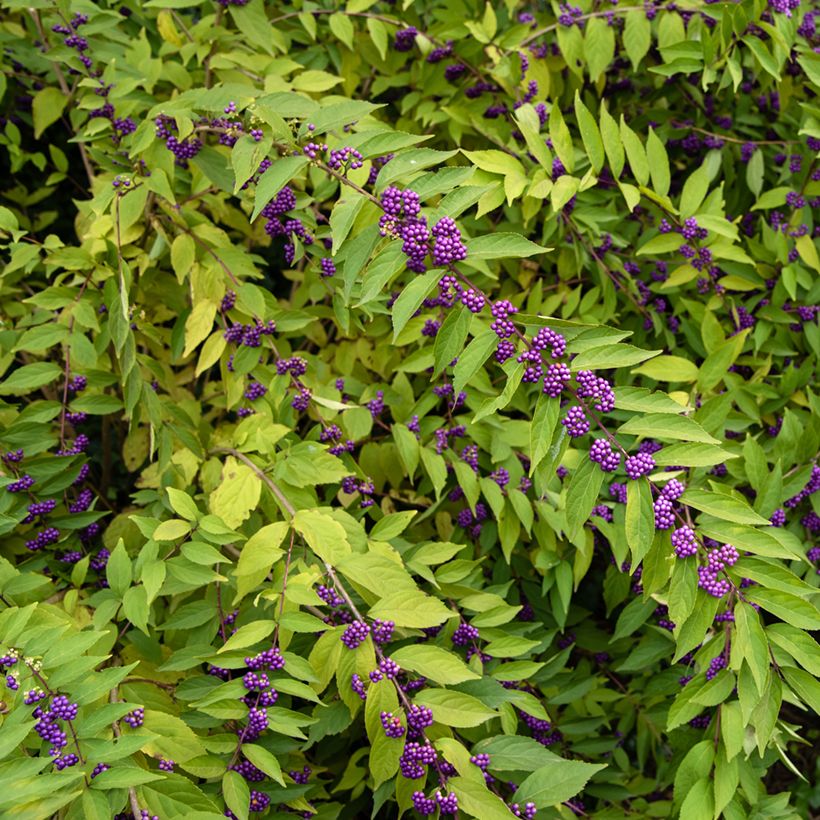 Callicarpa dichotoma (Porto)