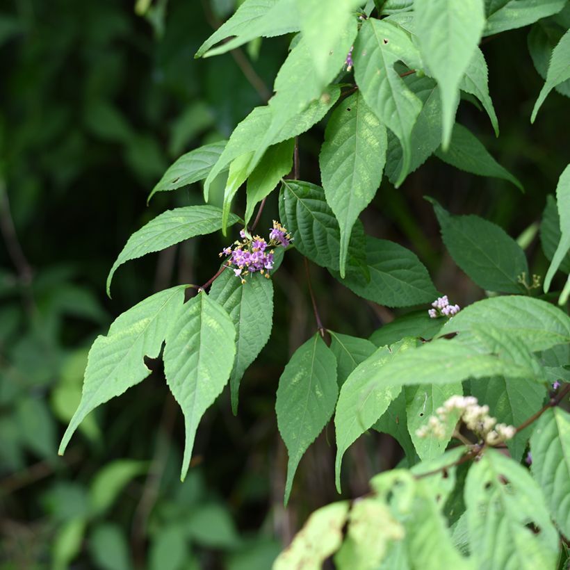 Callicarpa japonica (Fogliame)