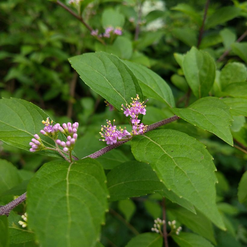 Callicarpa japonica (Fioritura)