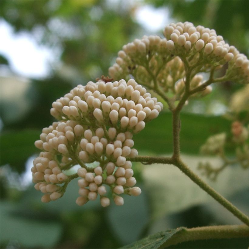 Callicarpa japonica Leucocarpa (Fioritura)