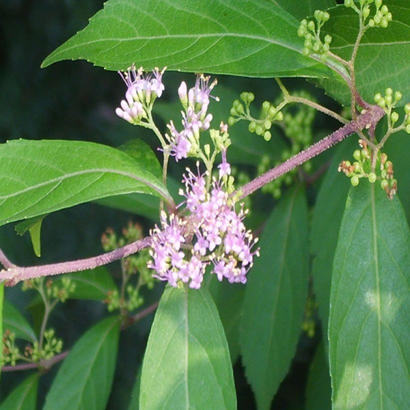 Callicarpa kwangtungensis (Fogliame)