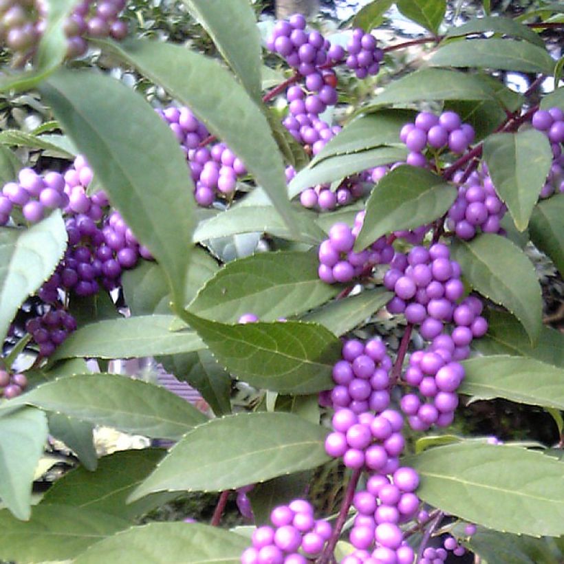 Callicarpa kwangtungensis (Raccolta)