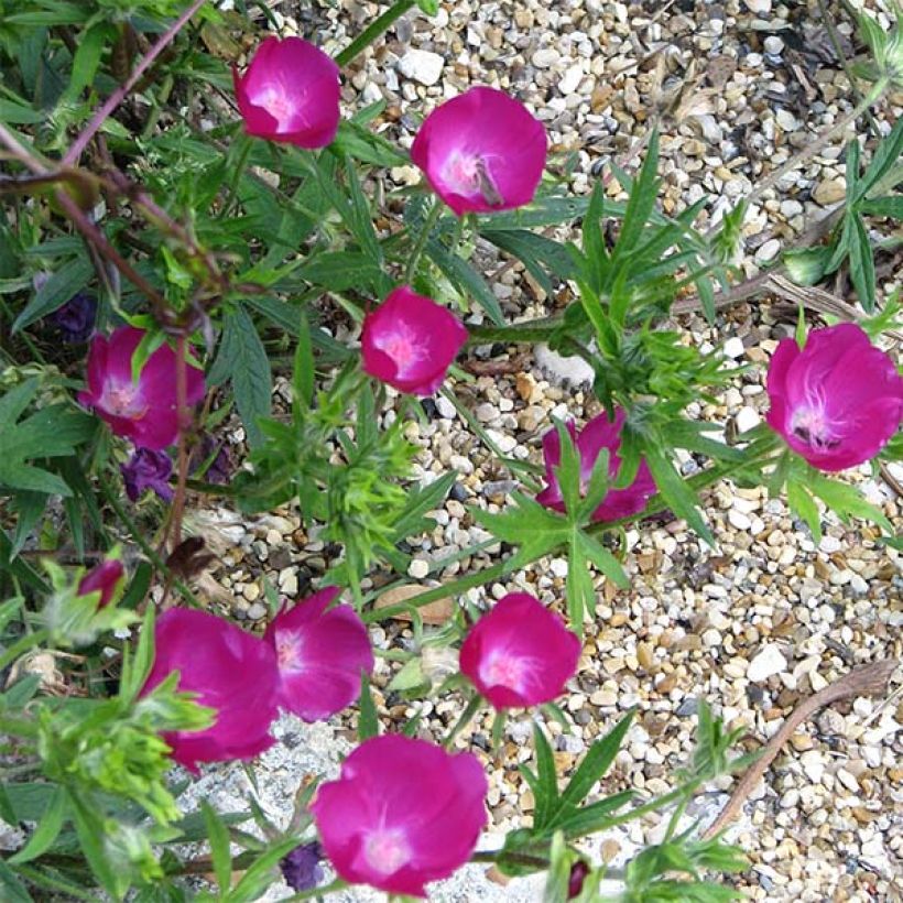 Callirhoe involucrata (Fioritura)