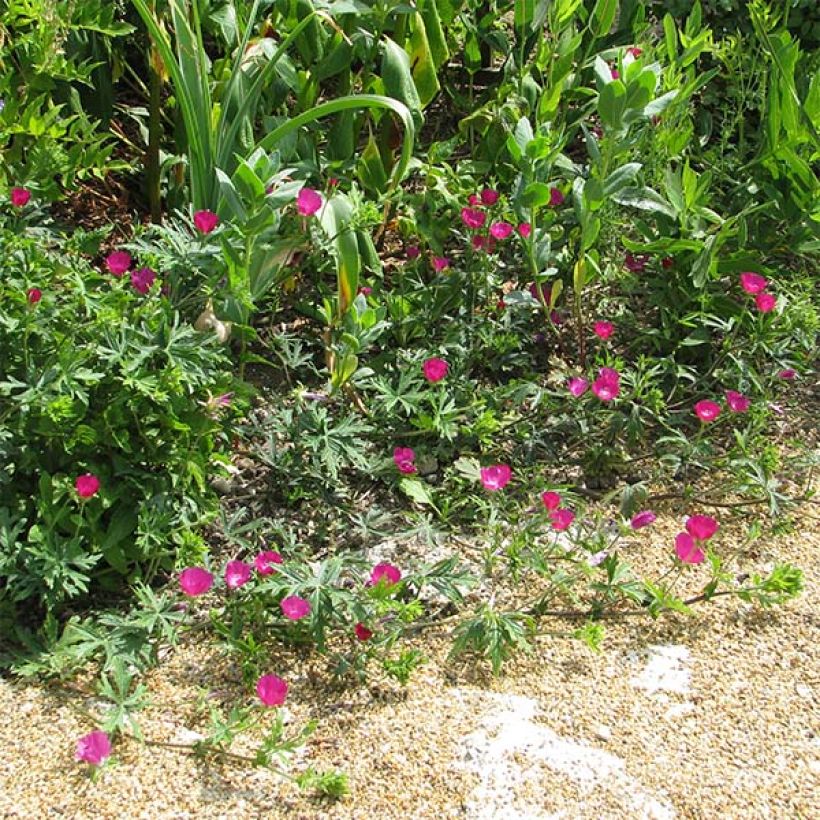 Callirhoe involucrata (Porto)