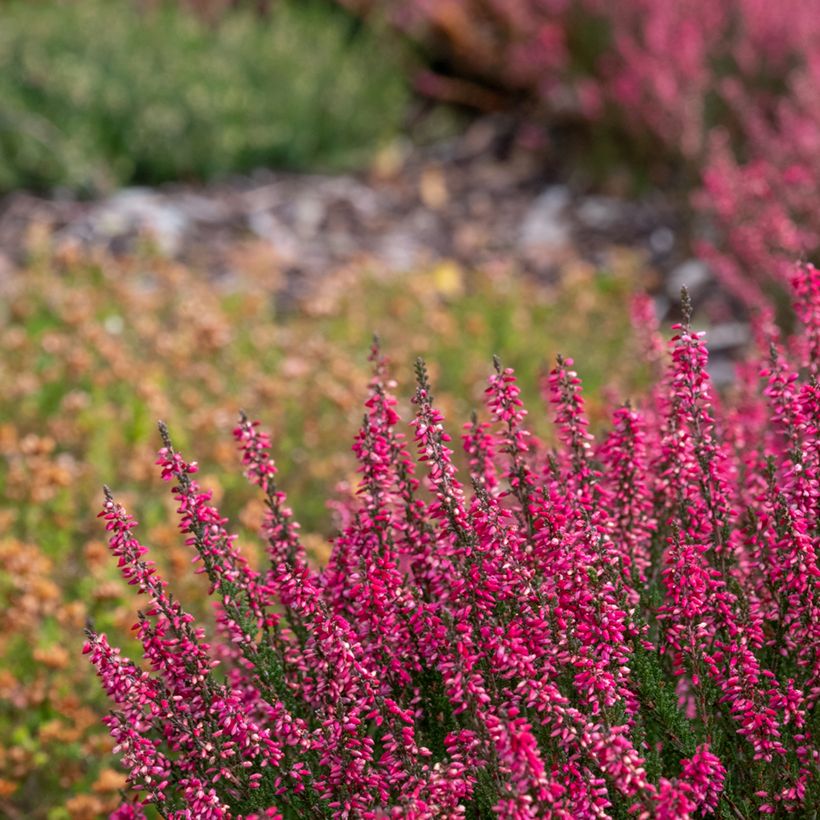 Calluna vulgaris Garden Girls Athene - Brugo (Porto)