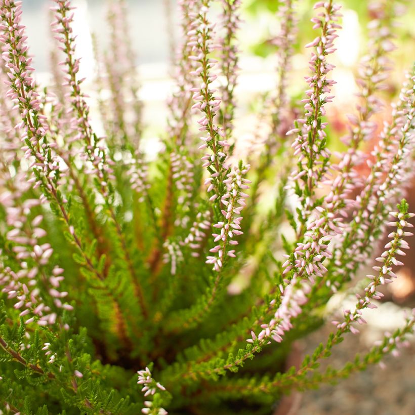 Calluna vulgaris Garden Girls Rosita - Brugo (Fioritura)