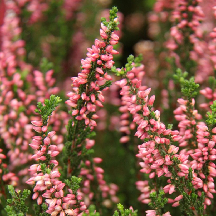 Calluna vulgaris Garden Girls Gina - Brugo (Fioritura)