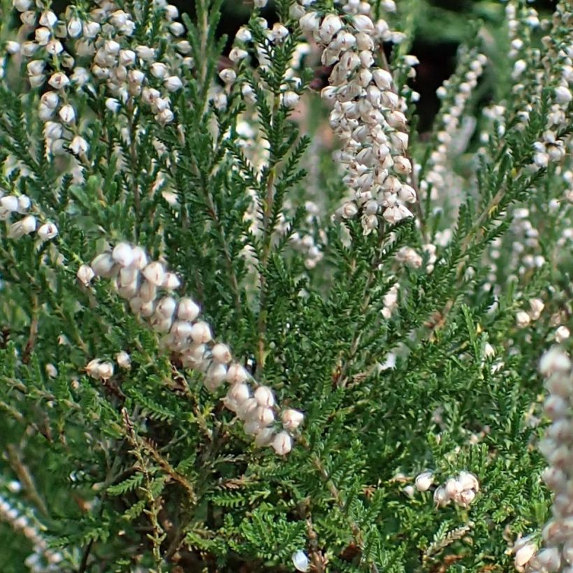 Calluna vulgaris Alba - Brugo (Fogliame)