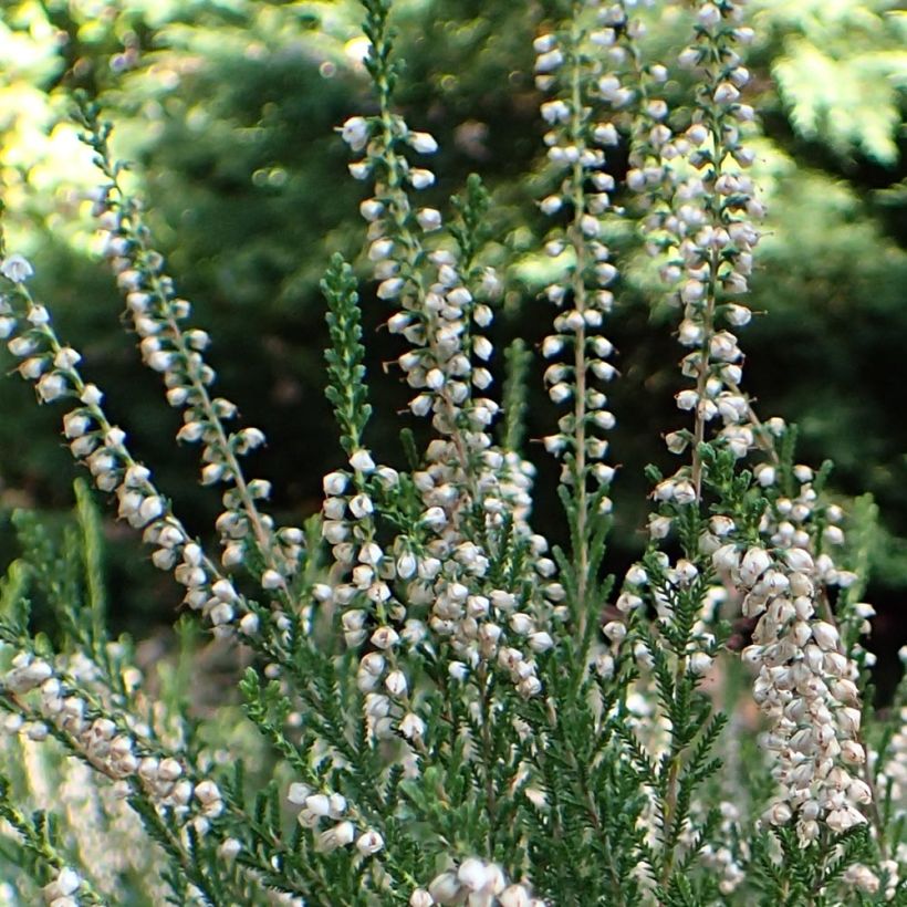 Calluna vulgaris Alba - Brugo (Fioritura)