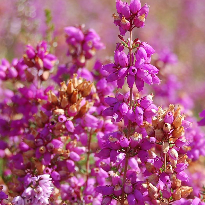 Calluna vulgaris Allegro - Brugo (Fioritura)