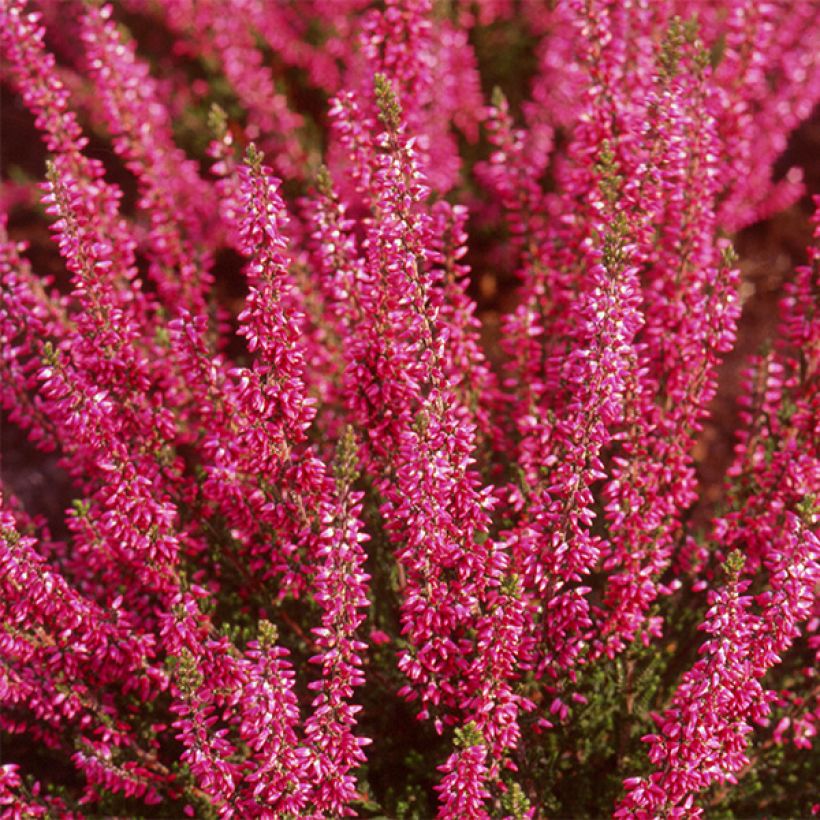 Calluna vulgaris Bonita - Brugo (Fioritura)