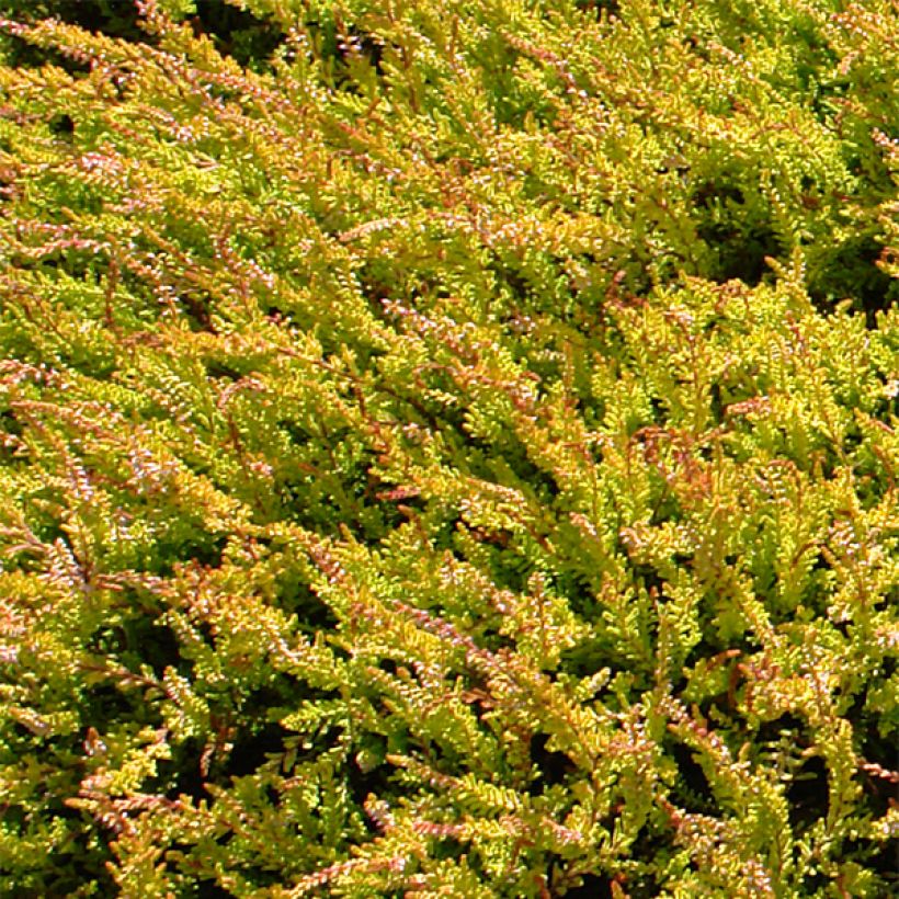 Calluna vulgaris Boskoop - Brugo (Fogliame)