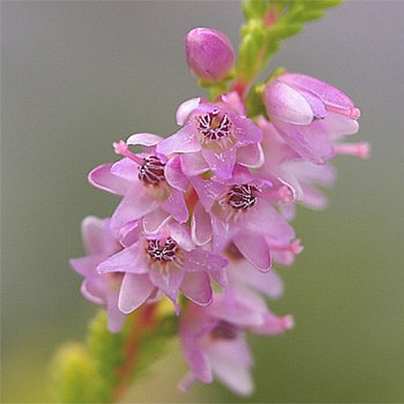 Calluna vulgaris Boskoop - Brugo (Fioritura)