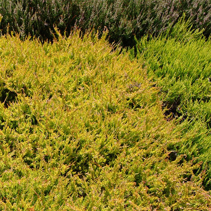 Calluna vulgaris Boskoop - Brugo (Porto)