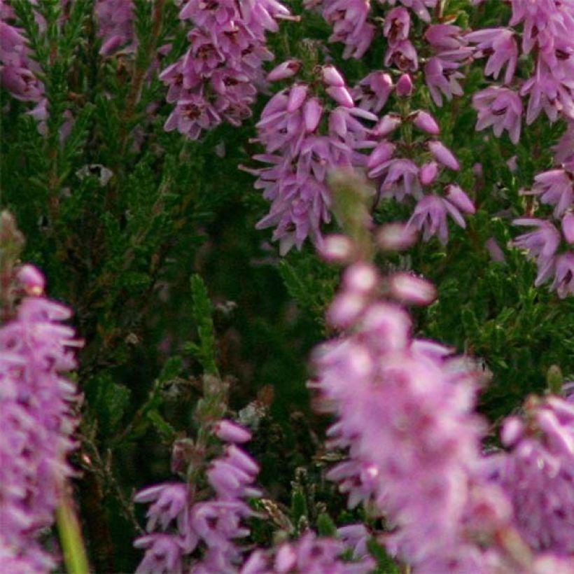 Calluna vulgaris H.E Beale - Brugo (Fogliame)