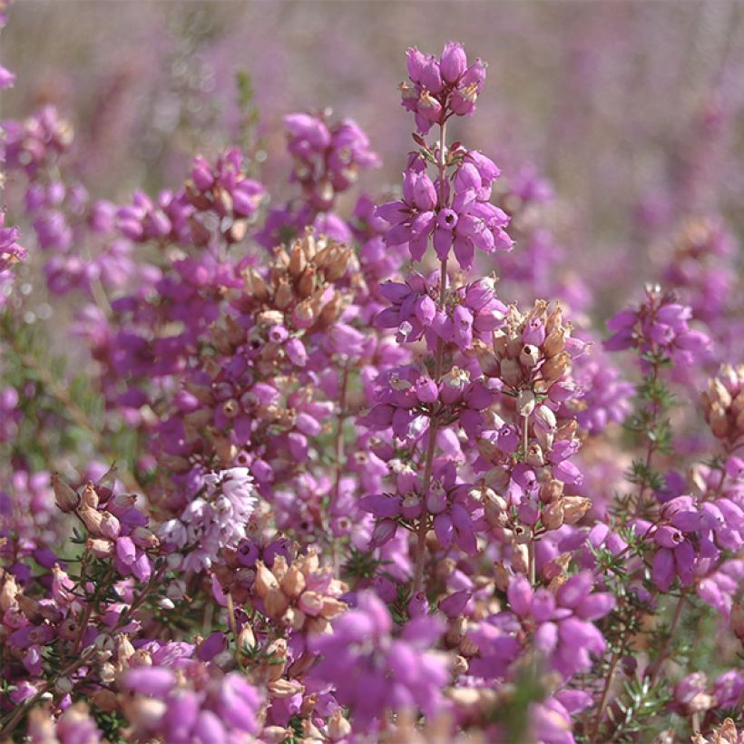 Calluna vulgaris H.E Beale - Brugo (Fioritura)