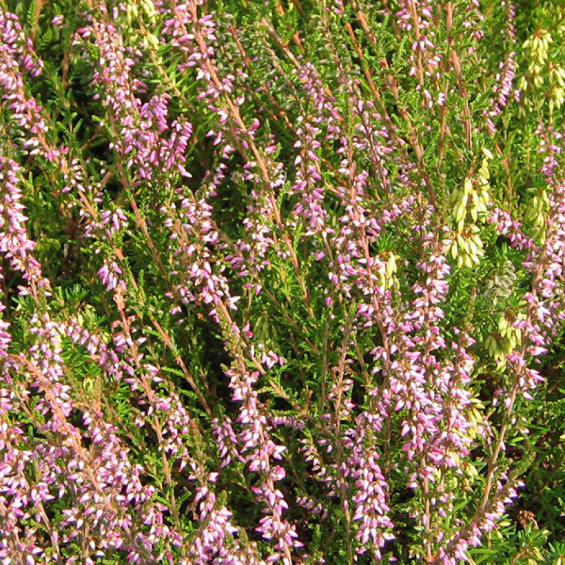 Calluna vulgaris Marleen - Brugo (Fioritura)