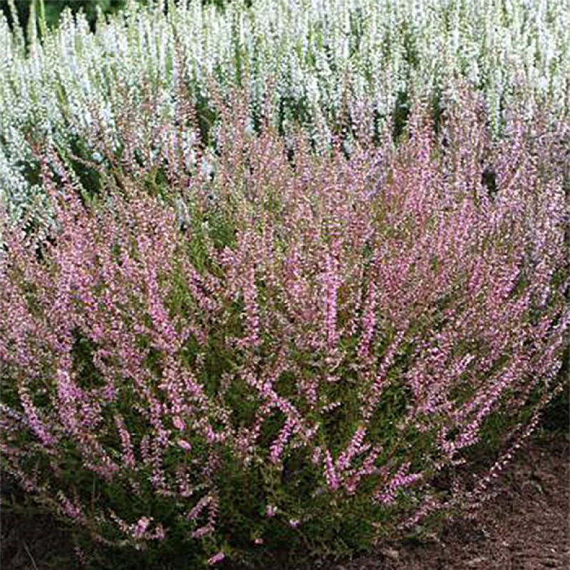 Calluna vulgaris Marlies - Brugo (Fioritura)