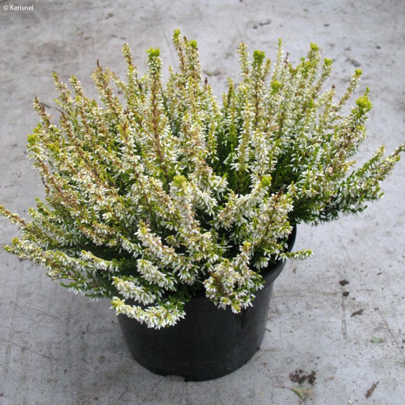 Calluna vulgaris Sandy - Brugo (Porto)