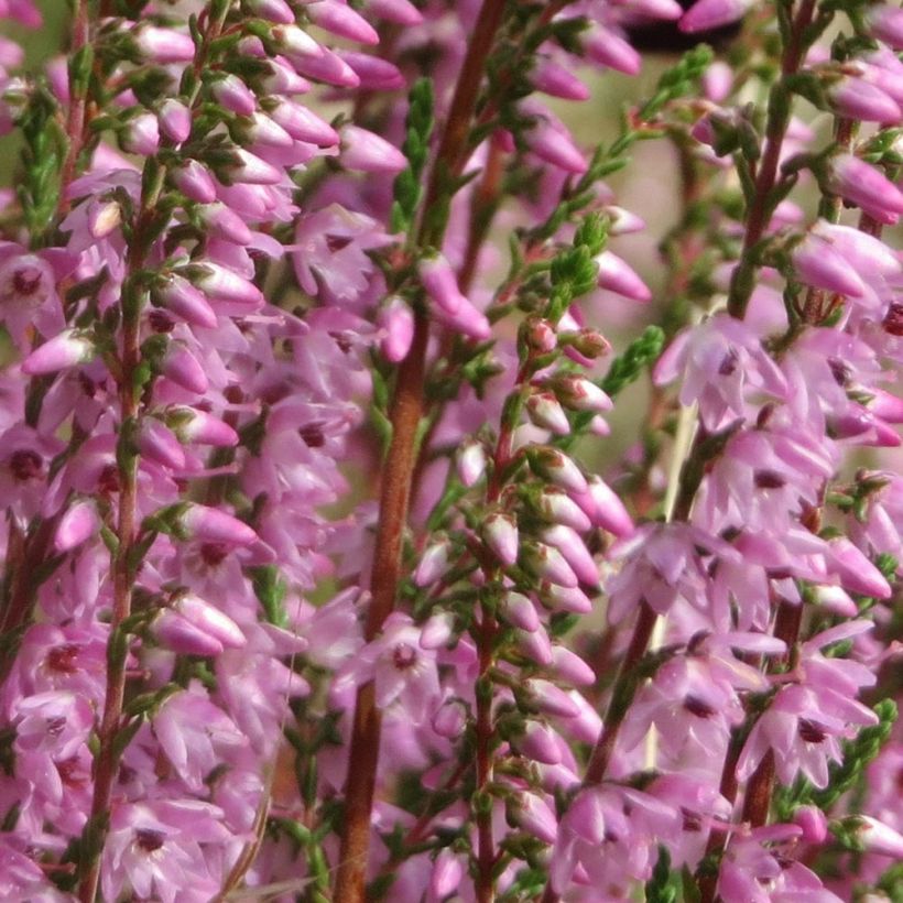 Calluna vulgaris Tib - Brugo (Fioritura)