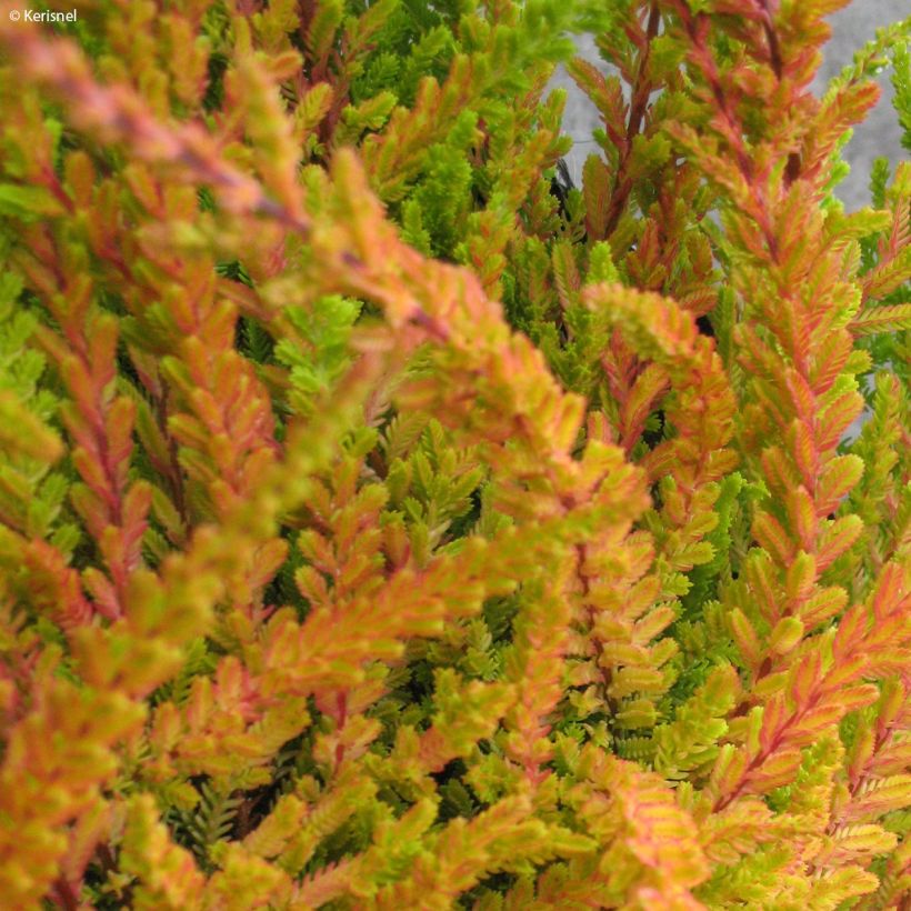 Calluna vulgaris Wickwar Flame - Brugo (Fogliame)