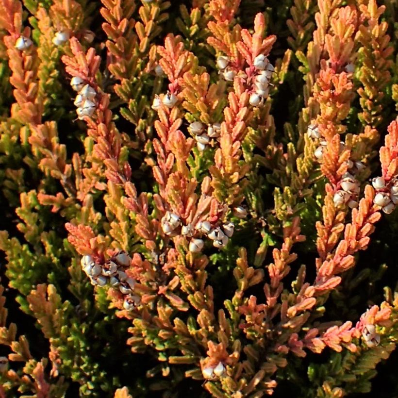 Calluna vulgaris Winter Chocolate - Brugo (Fogliame)