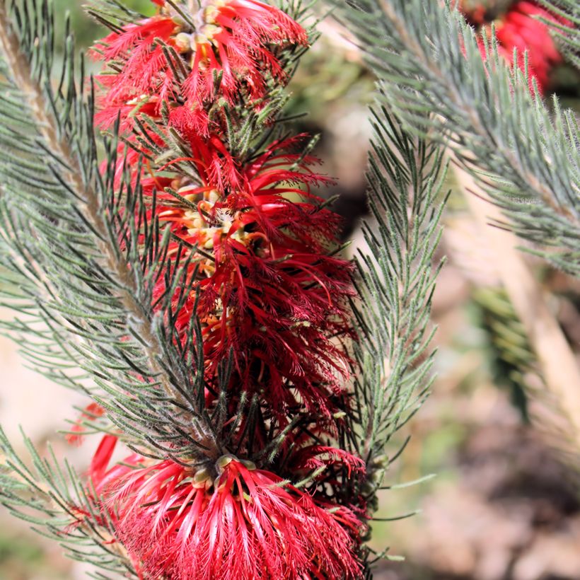 Calothamnus quadrifidus Grey Form (Fioritura)