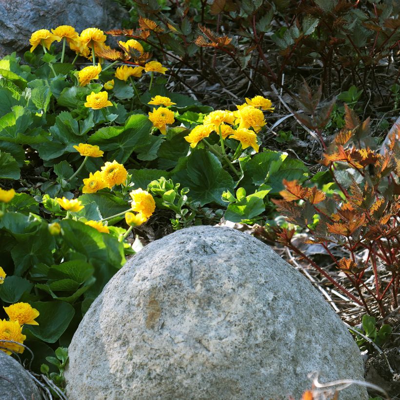 Caltha palustris Plena - Calta palustre (Porto)