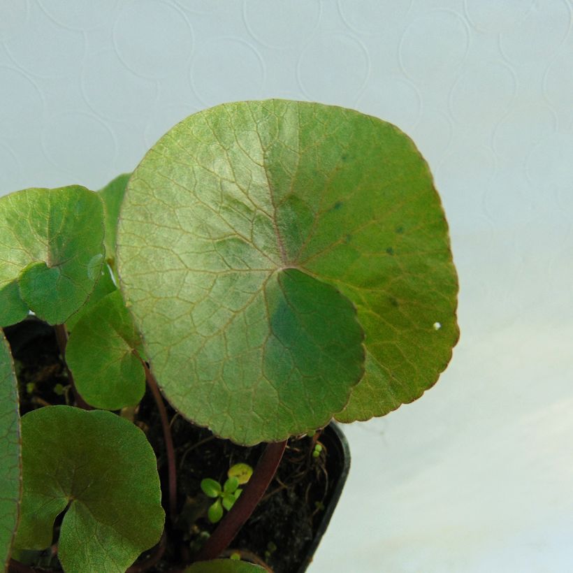 Caltha palustris Polypetala - Calta palustre (Fogliame)