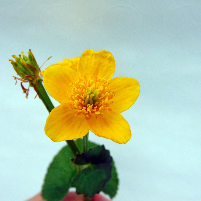 Caltha palustris Polypetala - Calta palustre (Fioritura)