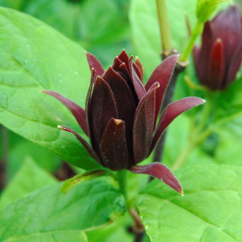 Calycanthus floridus - Calicanto d'Estate (Fioritura)