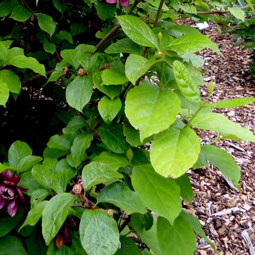 Calycanthus raulstonii Aphrodite - Calicanto (Fogliame)