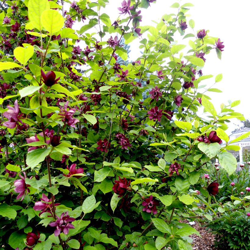 Calycanthus raulstonii Aphrodite - Calicanto (Porto)