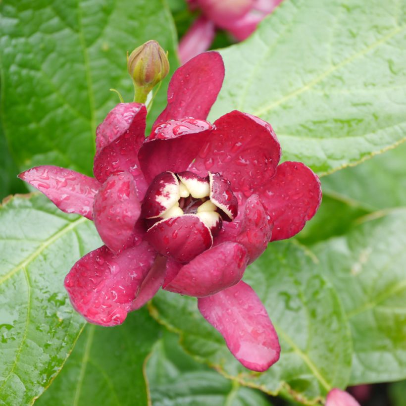 Calycanthus raulstonii Aphrodite - Calicanto (Fioritura)