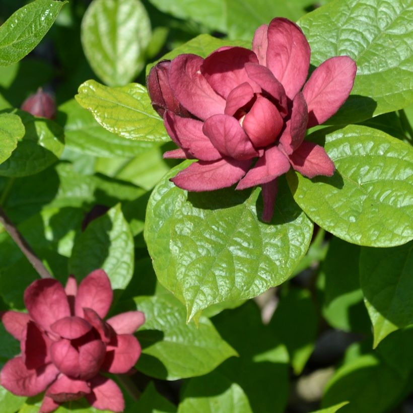 Calycanthus raulstonii Hartlage Wine - Calicanto (Fioritura)