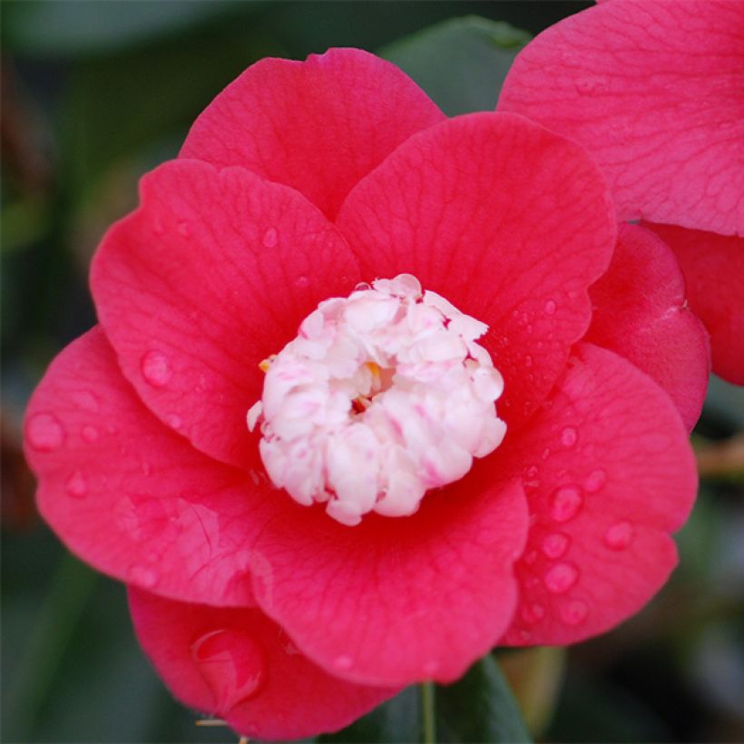 Camellia japonica Marshmallow (Fioritura)